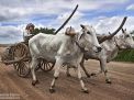 oxen in cambodia